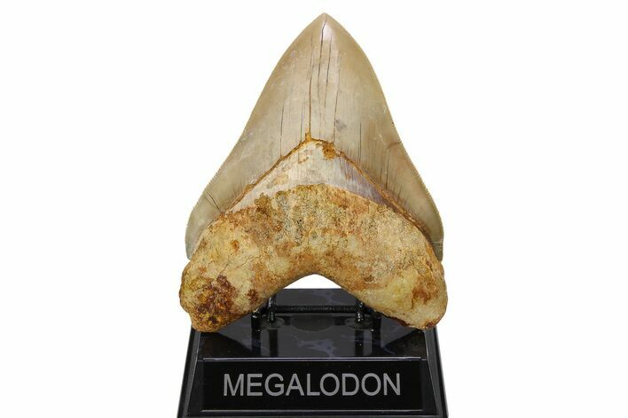 Serrated, Fossil Megalodon Tooth - Indonesia #279225